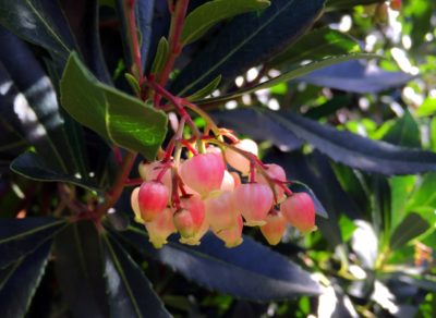 Expert Gardeners Teach How To Grow Arbutus Unedo AKA ‘Strawberry Tree ...