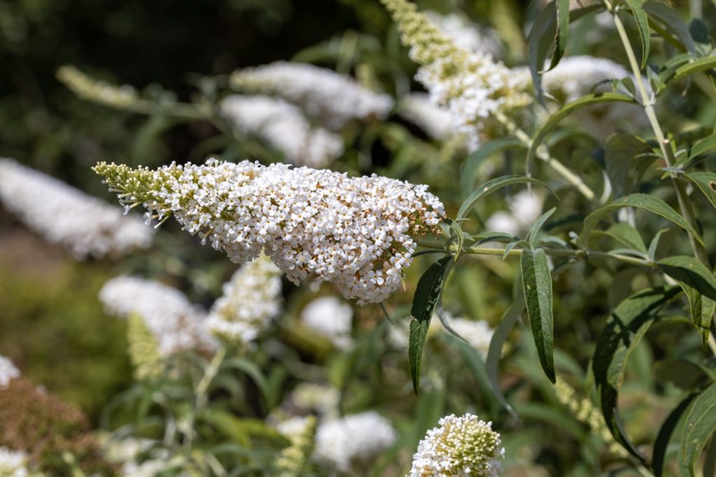 white flowers growing in a cone-shaped cluster on the end of a green stem from a butterfly bush