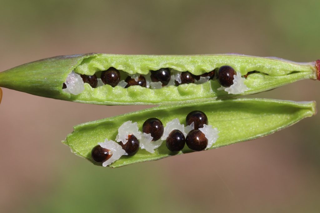 the thin seed pods of a bleeding hearts plant that have split open to reveal round, brown seeds