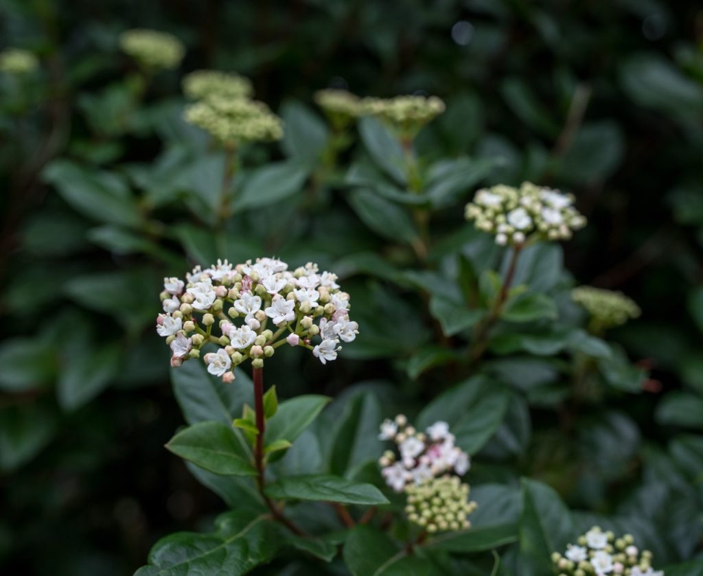 close-up of the star-shaped white flowers growing at the end of a red stem from a Viburnum tinus 'Gwenllian' shrub