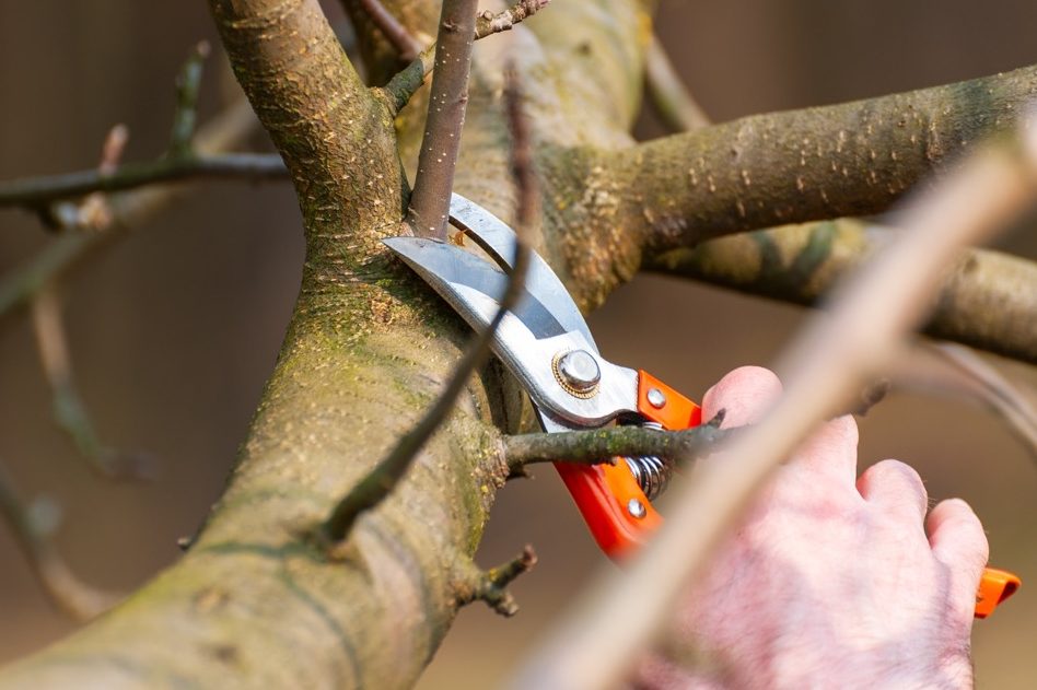 brown branch being cut by a pair of orange secateurs