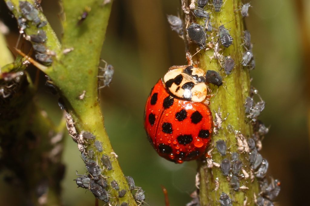 black-spotted red ladybird climbing the stem of an acer tree that is shown with an infestation of small grey aphids