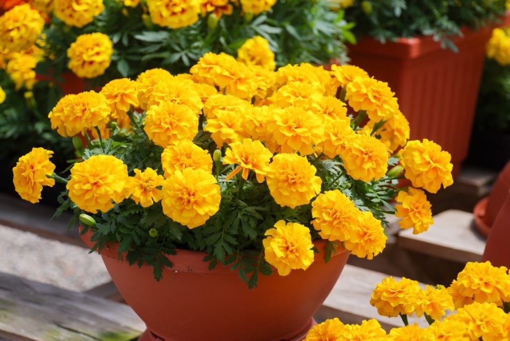 yellow flowering marigolds growing in a pot outside