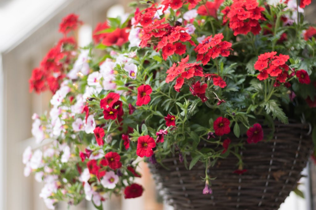 red and pink petunias with lobed leaves spilling from a wicker basket