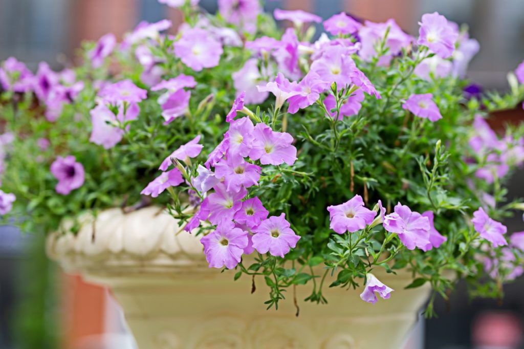 lavender coloured petunia flowers growing in a container with green foliage cascading over the edge