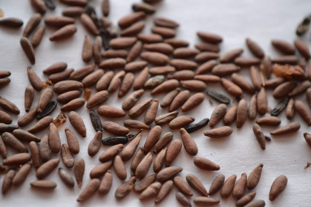 brown seeds of Berberis vulgaris lying on a white surface ready to be sown