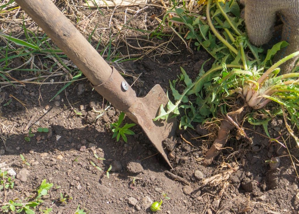 someone using a shovel to dig up the roots of a plant with green foliage growing in the garden