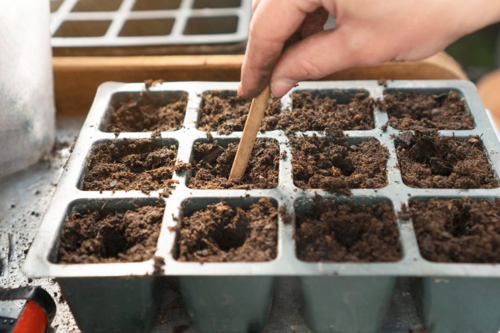 a paper dibber being used to push down the soil in the cells of a seed tray