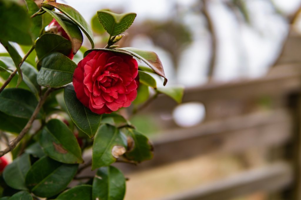 layered ruffled bloom of a red camellia with brown patches on the surface of the glossy green leaves