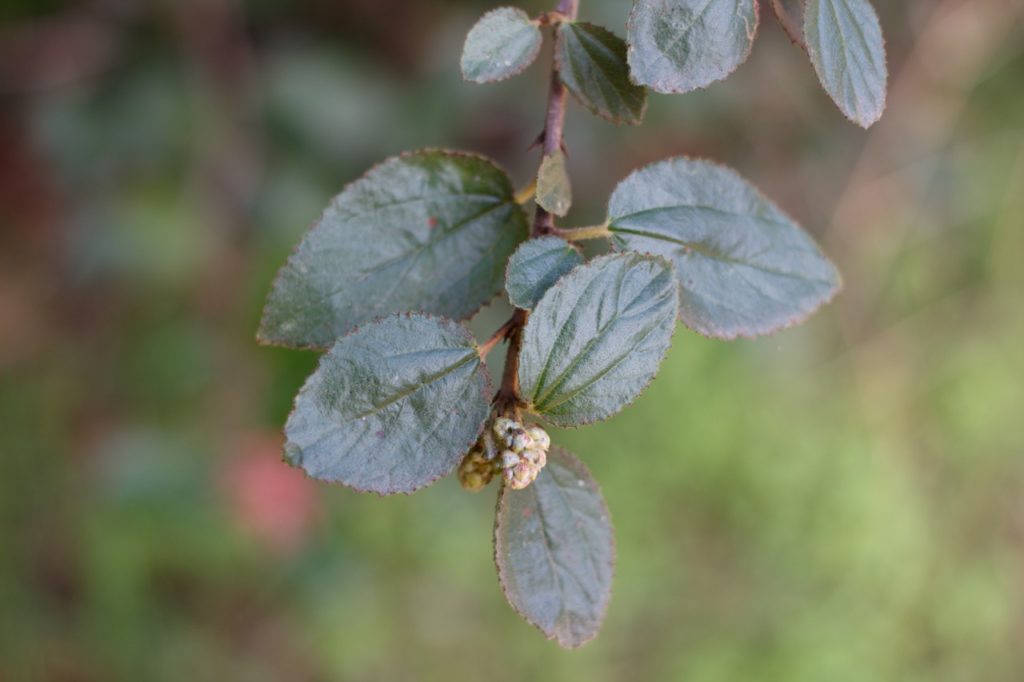 browning at the edges of the serrulate leaves adorning the thorn-covered branch of a ceanothus plant