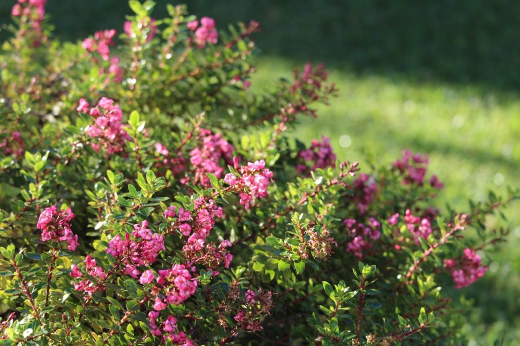 pink flowering escallonia bush with red stems and small leaves