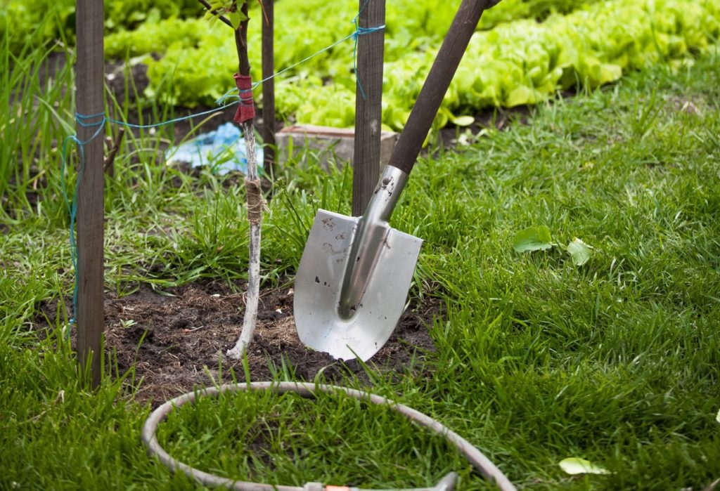 a shovel next to the base of a young apple tree that has been tied to some wooden supports