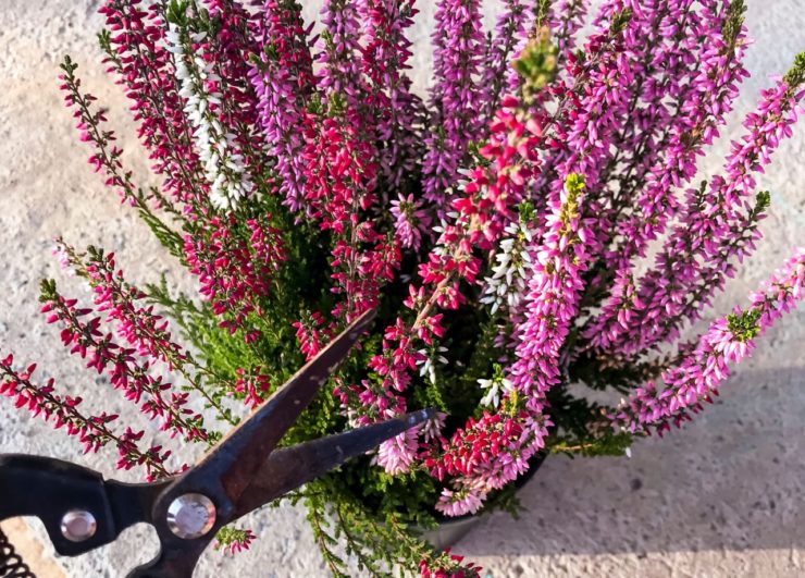 How And When To Prune Heather By Type Horticulture.co.uk