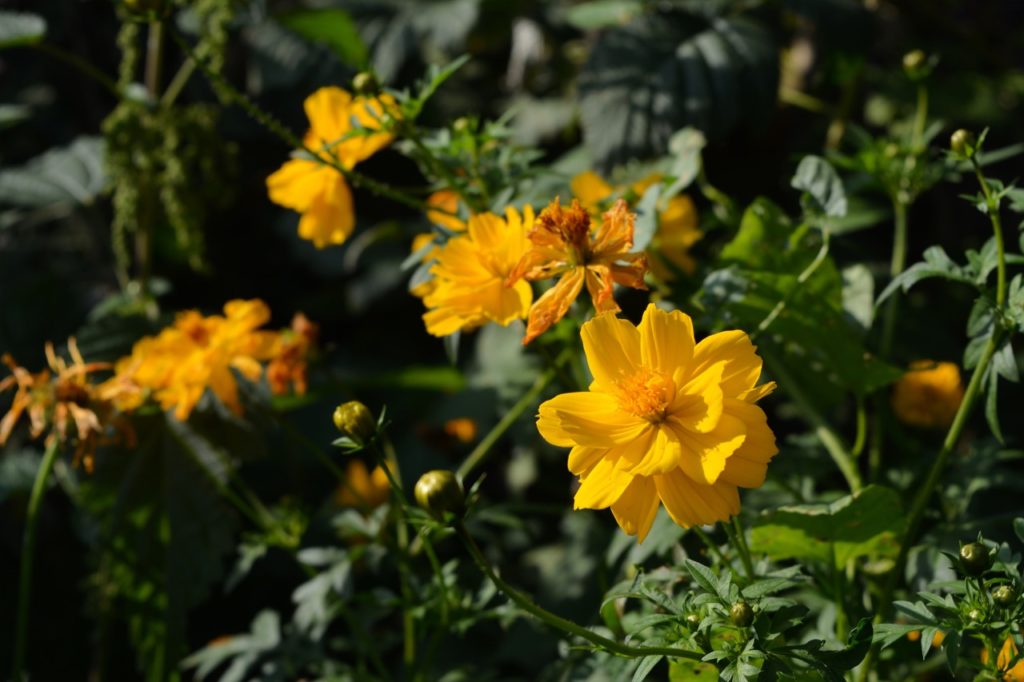 yellow flowers that have started to droop and turn brown on a cosmos plant