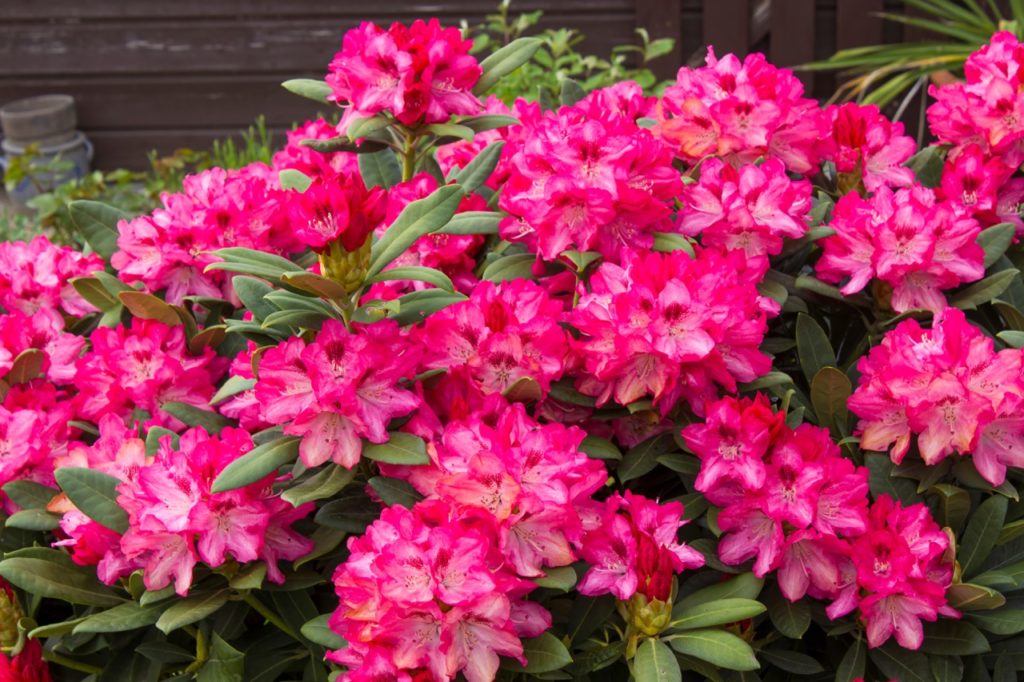 clusters of bright pink flowers and lanceolate leaves from a rhododendron bush growing in a garden bed