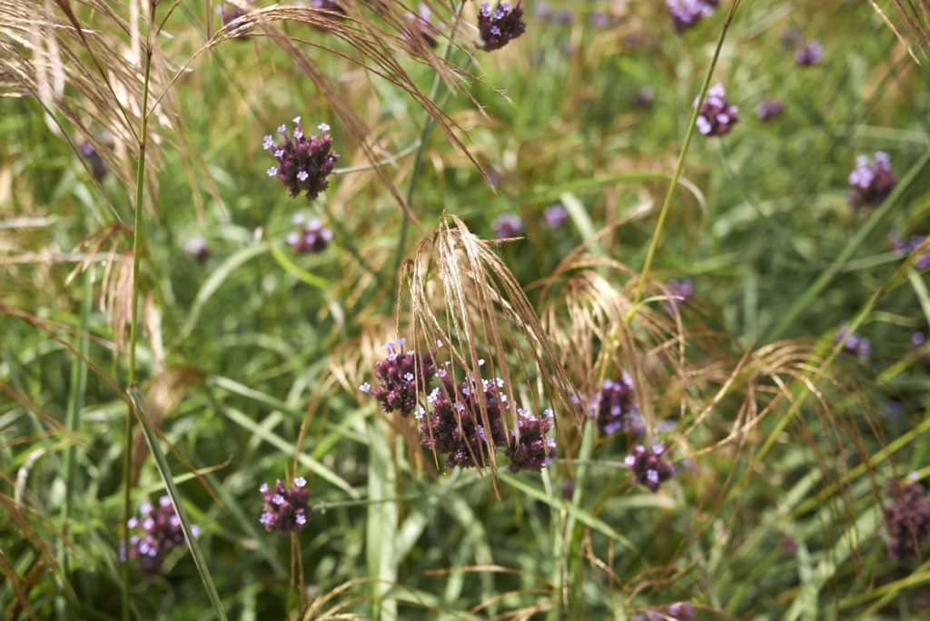 clusters of tiny purple flowers from a verbena plant growing in a grassy field