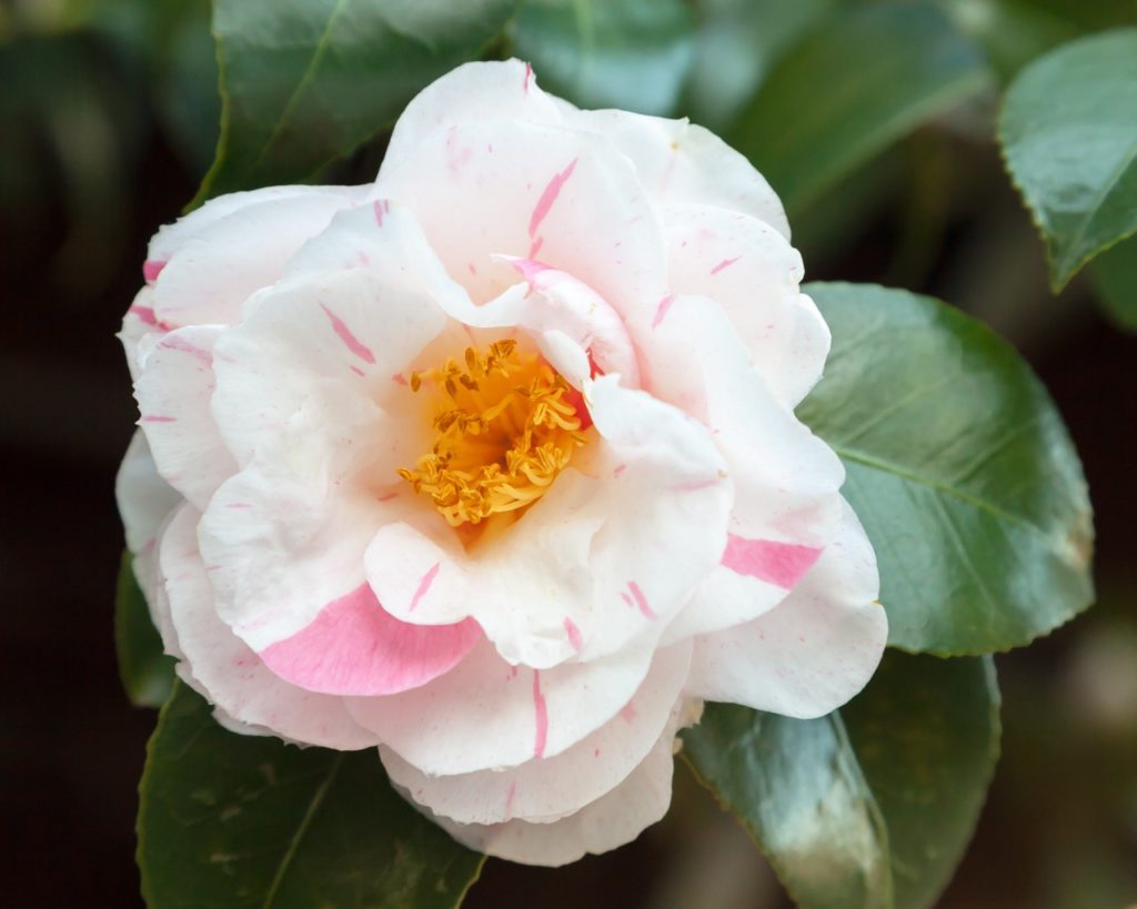 camellia japonica 'tricolor' flower with white petals that are striped with pink patches and golden-yellow stamens in a cluster at the flower's centre