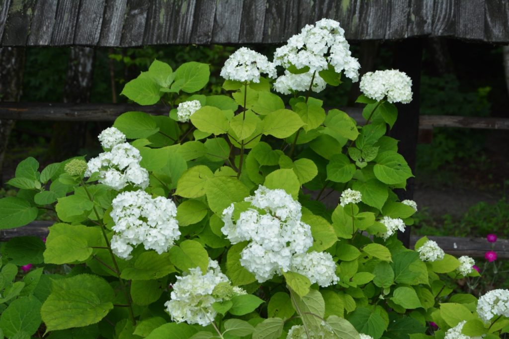 V. obulus 'roseum' bush with clusters of white flowers