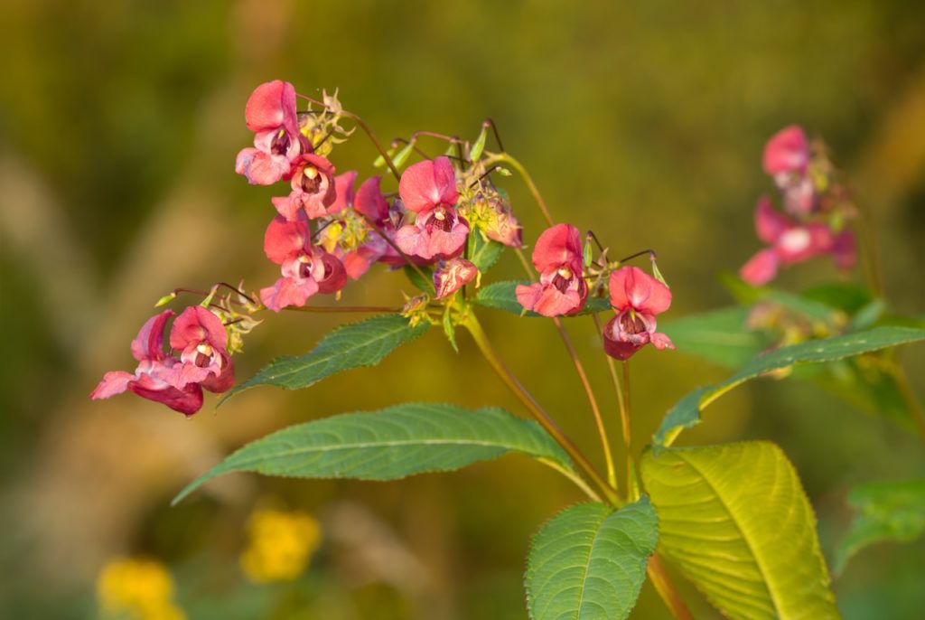 the pink flowers of Himalayan Balsam growing from the yellow-brown stem of the plant with serrulate leaves