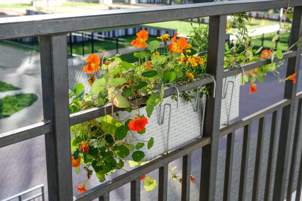 orange flowering Tropaeolum with green leaves spilling from a hanging basket with yellow marigolds