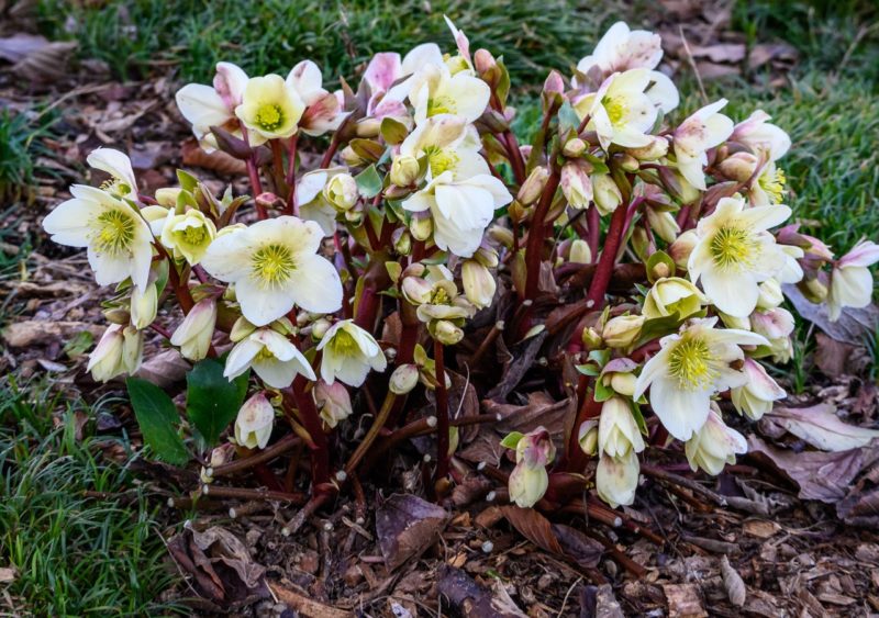 12 White Hellebore Varieties Horticulture Magazine