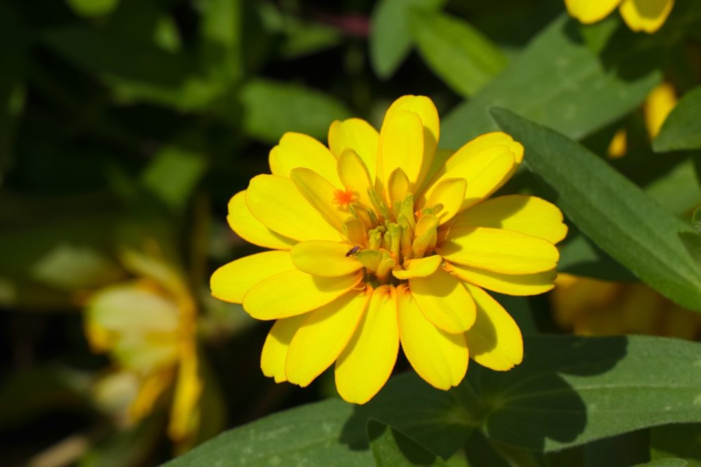 double-bloom from a Z. 'California Giant' plant with petals that are a bright yellow