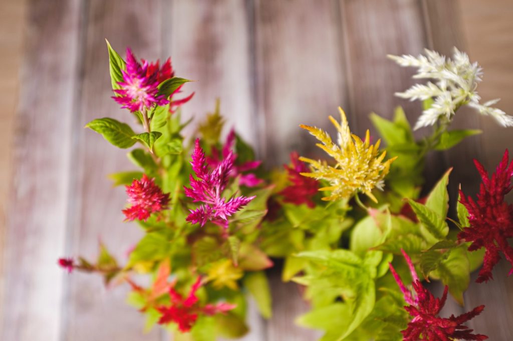 a celosia plant with pink, yellow, white and red flowers growing indoors on a wooden surface