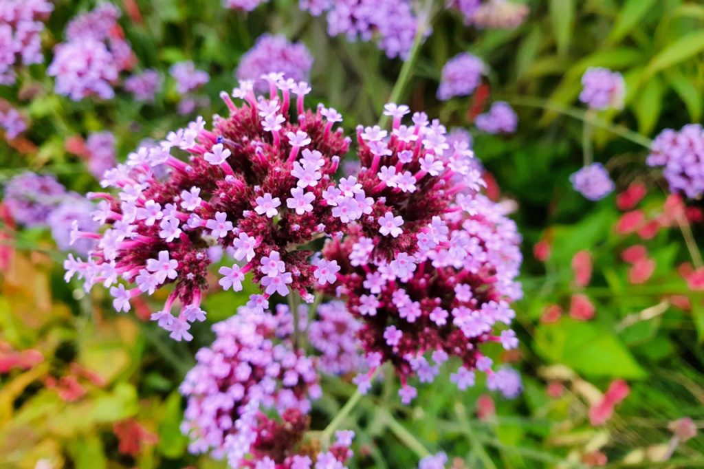 close-up of pink flowering verbena bonariensis 'Buenos Aires'