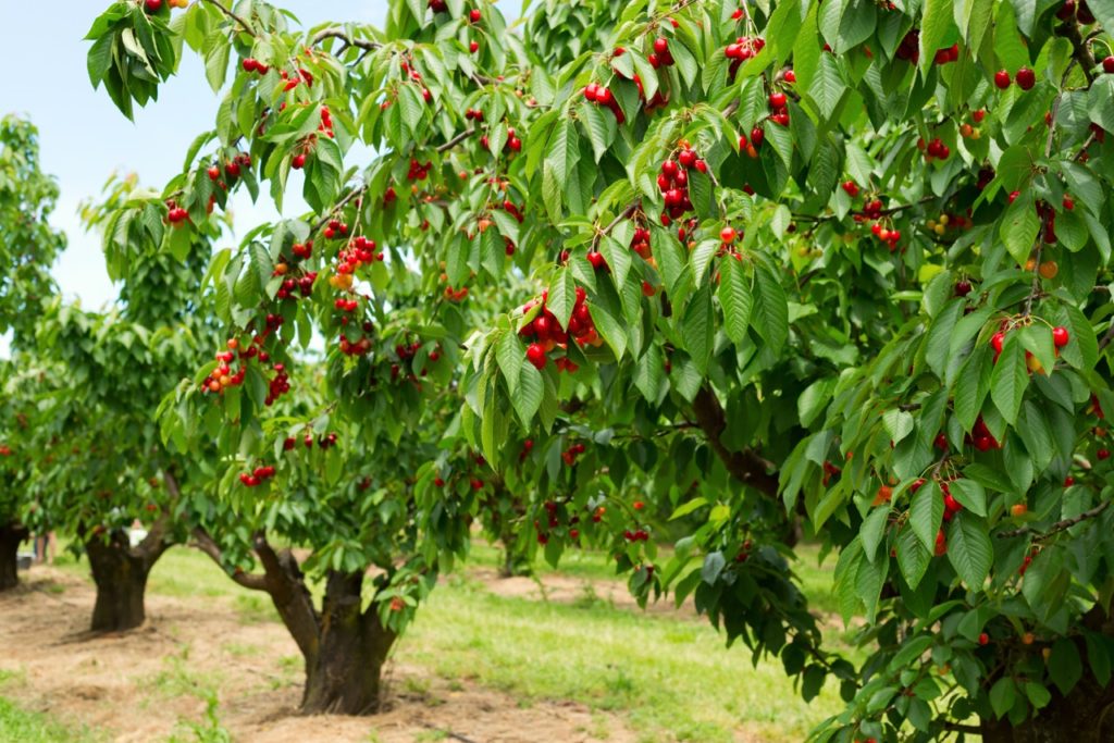 cherry trees in an orchard