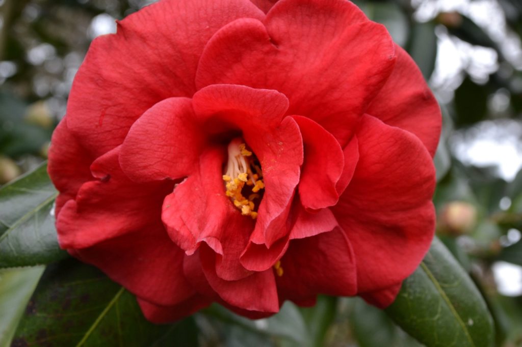 the rosette-forming red flower from a camellia 'adolphe audusson' plant 