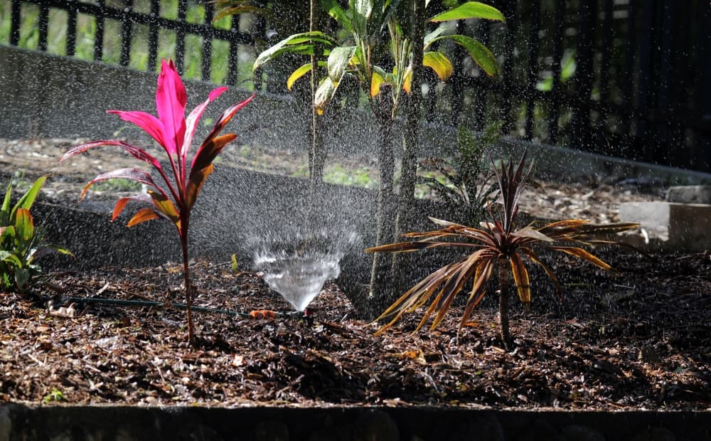 a sprinkler being used to spray water on cordyline varieties with pink, green and brown coloured leaves