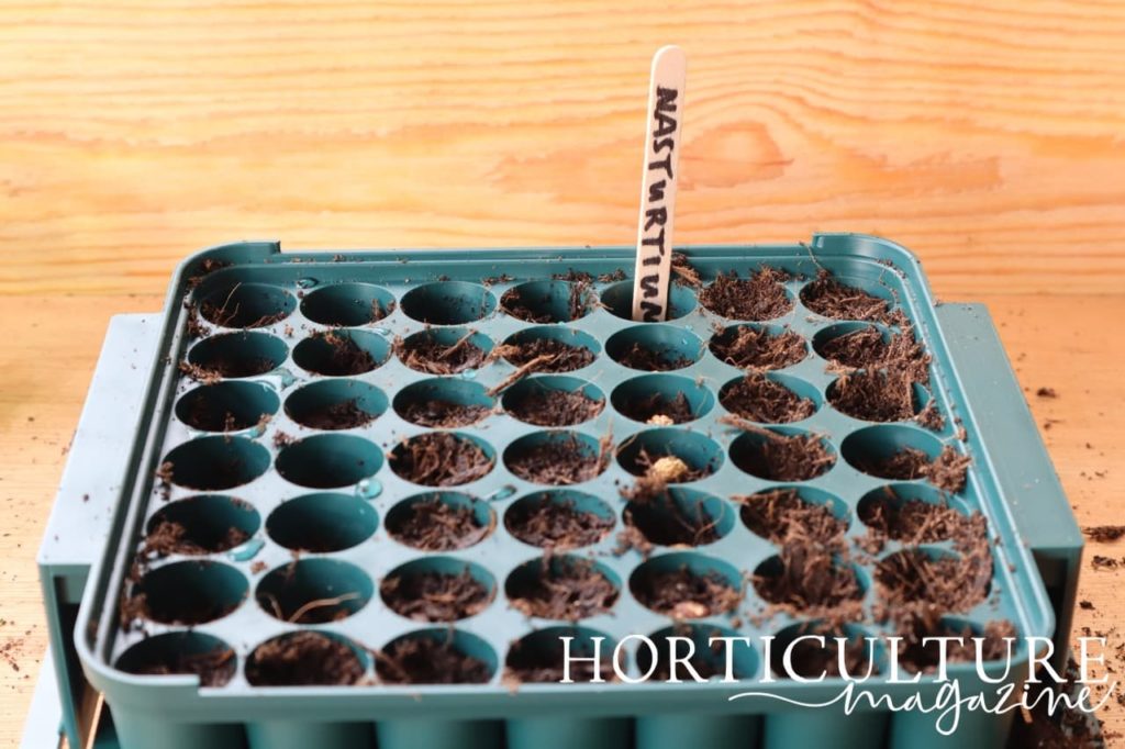 a compost-filled green plastic seed tray labelled 'Nasturtium'