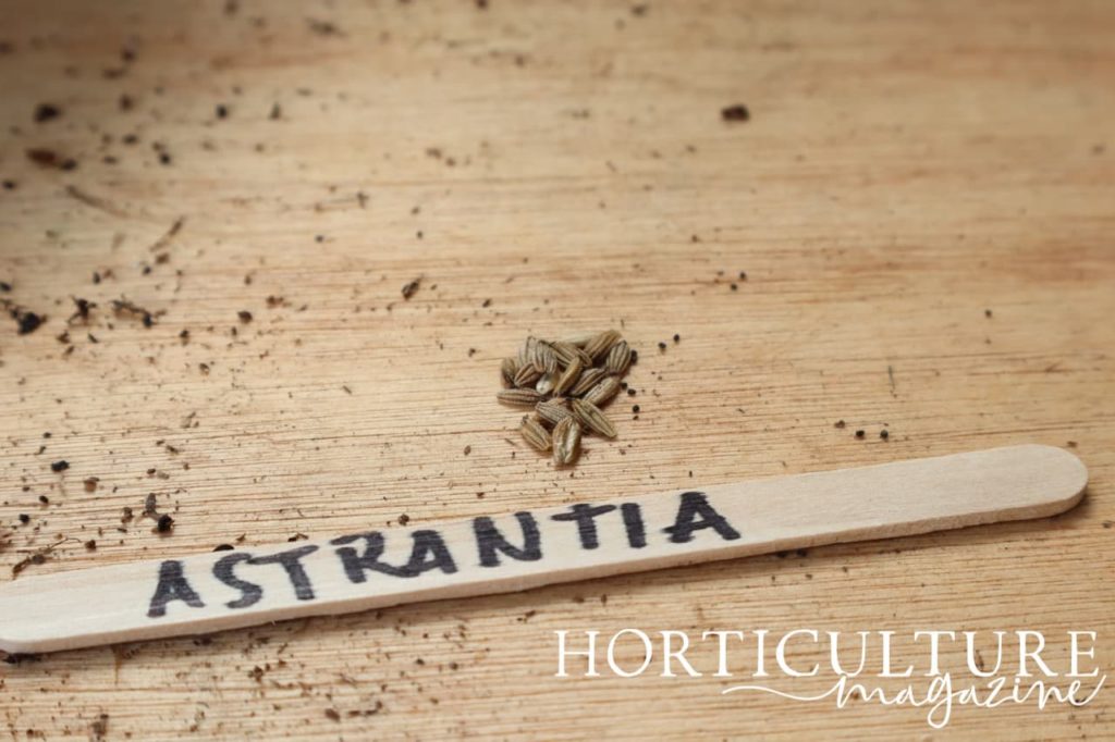 astrantia seeds and a lollypop marker laid out on a potting bench