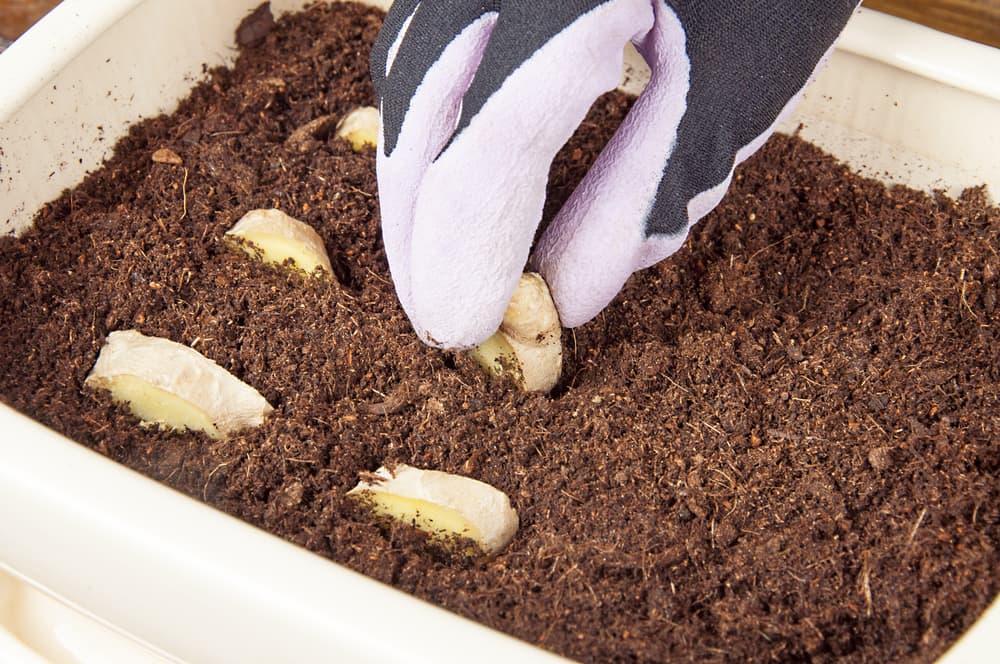 gloved hand placing sliced ginger root into a white pot filled with compost