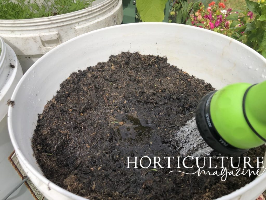 water being sprayed from a hose onto freshly sown carrot seeds