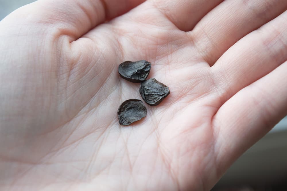 black hippeastrum seeds resting in the palm of a hand