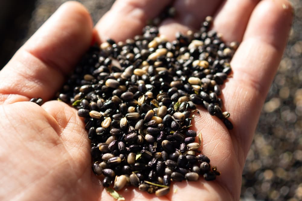 seeds of Helleborus x hybridus being held in the palm of an outstretched hand