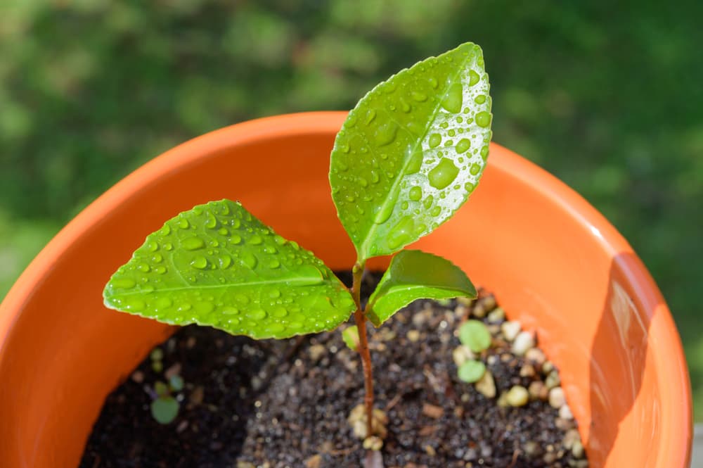 a camellia seedling covered in water droplets growing from a round pot