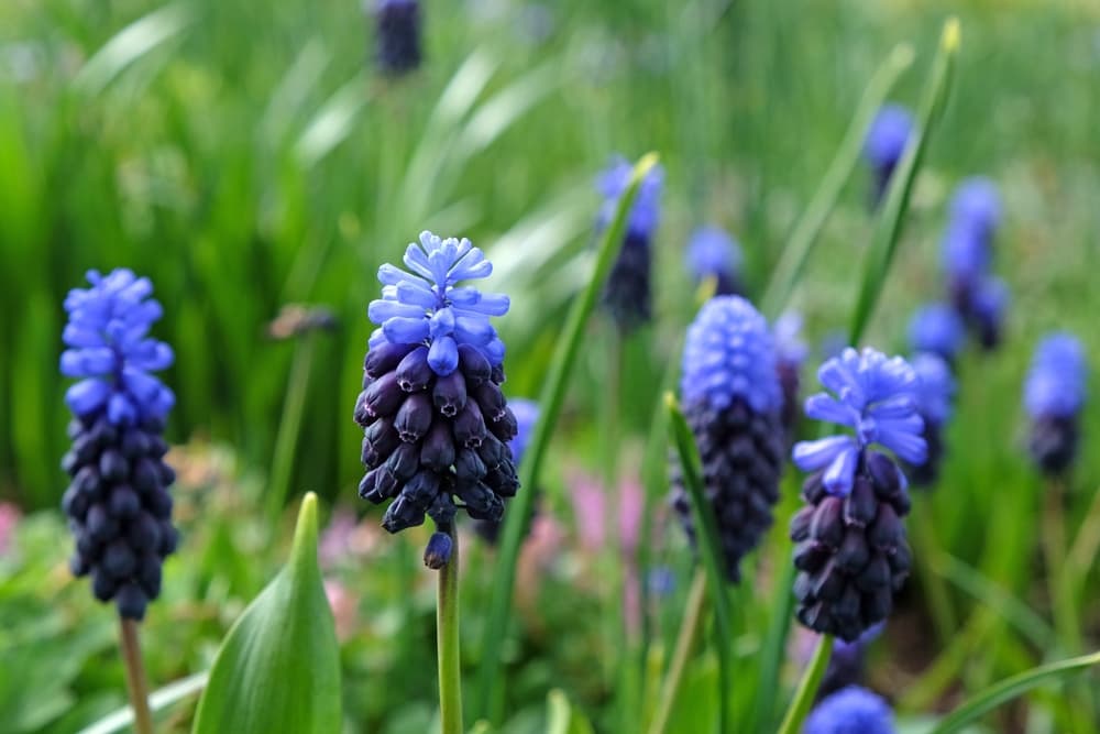 muscari latifolium with flowers in two different shades of blue