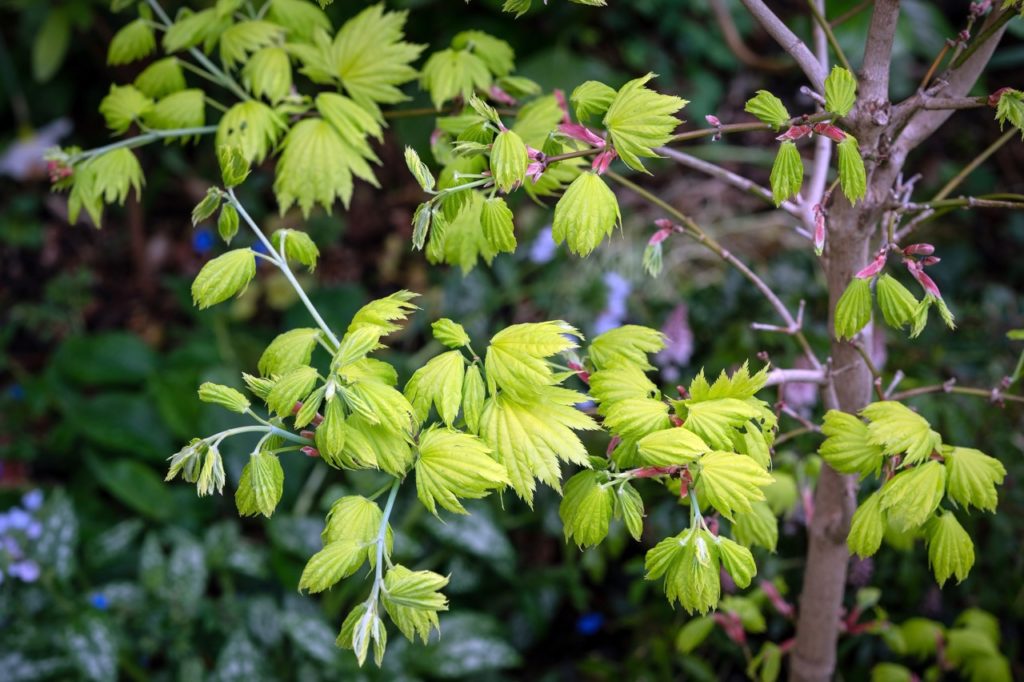 healthy A. shirasawanum 'Aureum' with clusters of palmate leaves and pink flower buds growing along the plant's wooden and white branches
