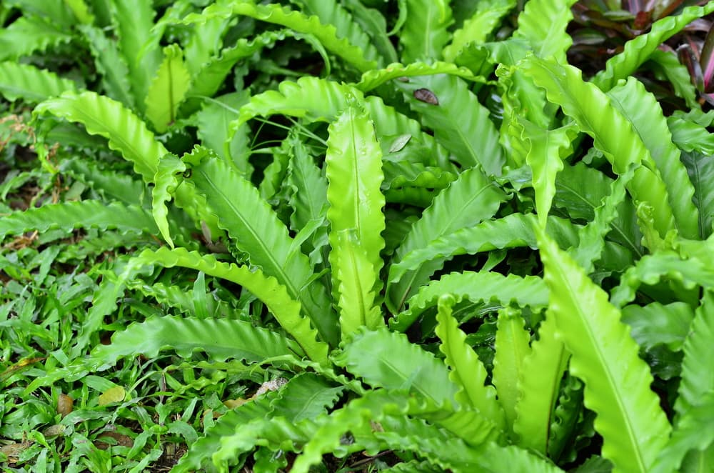 unfurled leaves of Asplenium antiquum Osaka