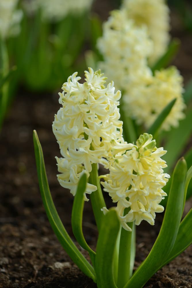 light yellow flowers of H. 'City of Haarlem'
