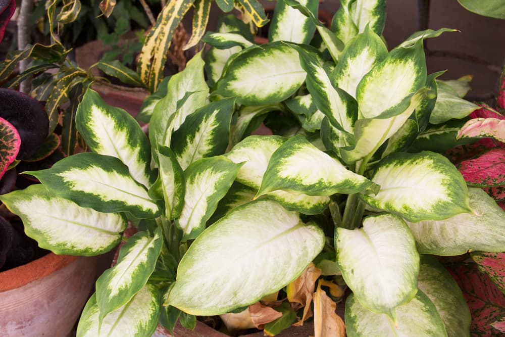 dumb cane 'camile' variety growing from a large ceramic planter