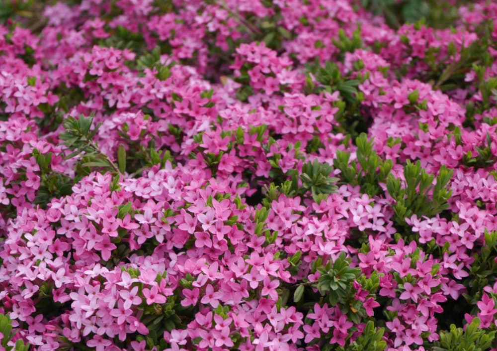 D. cneorum with many ground covering pink flowers