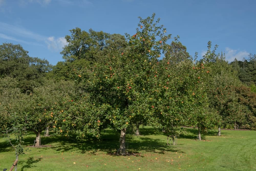 an apple tree orchard with blue sky in the background