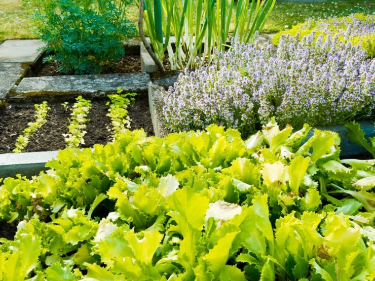 15 Flowers To Plant With Vegetables Horticulture.co.uk