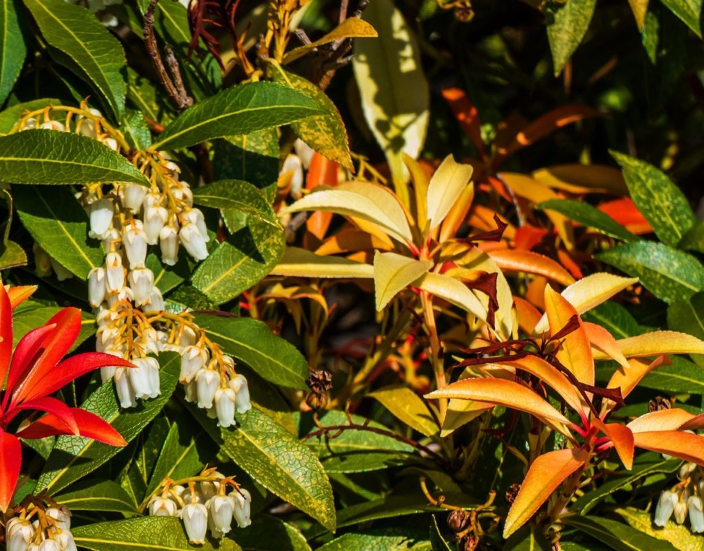 yellow, red, brown and green leaves from a pieris shrub