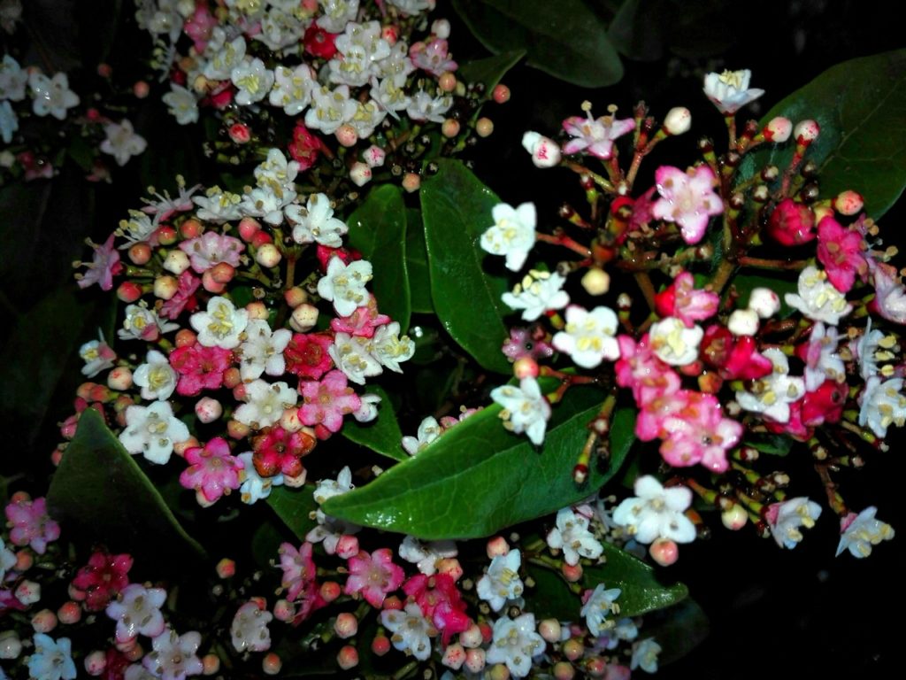 Viburnum tinus 'Lisarose' with small pink and white flowers