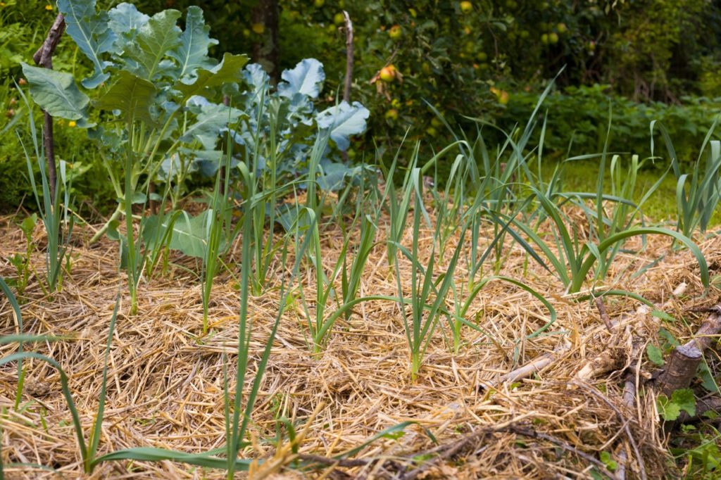 leeks growing in a garden bed with straw mulch around the plant roots