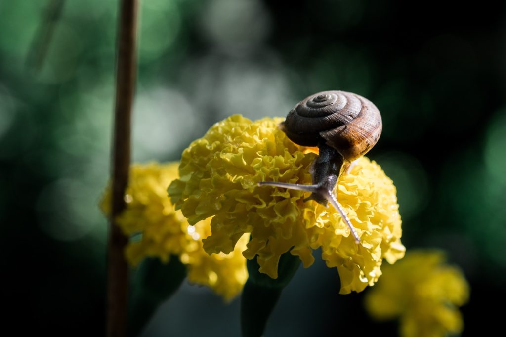 a snail on the top of a frilly yellow marigold flower